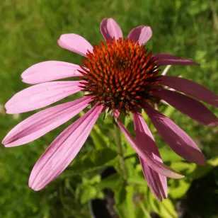 fleurs d&amp;#039;echinacee pourpre Visuel