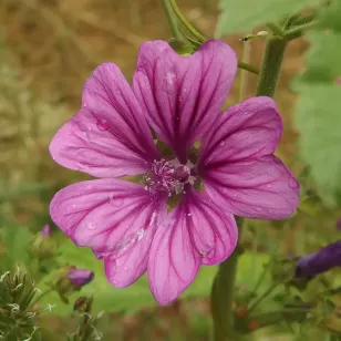 Fleur de mauve de Mauritanie Visuel