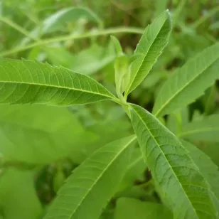 verveine-odorante-lippia-citriodora-plante-feuilles-plant Visuel