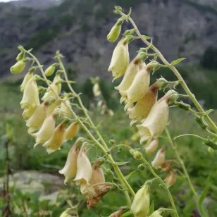 fleurs de digitalis grandiflora Visuel