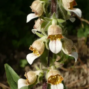 fleurs de digitale laineuse Visuel