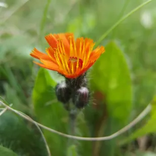 eperviere-orangee-hieracium-aurantiacum-fleurs Visuel