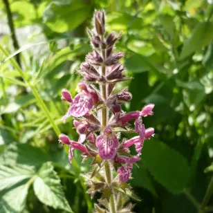 fleurs epiaire des bois Visuel