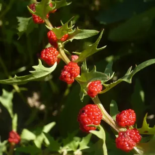 graines d&amp;#039;epinard fraise Visuel