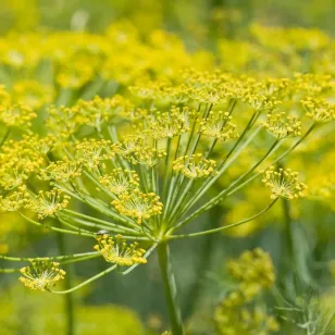 plant de fenouil en fleur Visuel