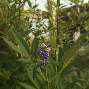 Chaste tree, Tree of Chastity (seeds) Visuel