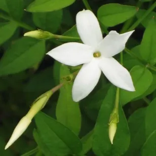 Summer jasmine (plant) Visuel