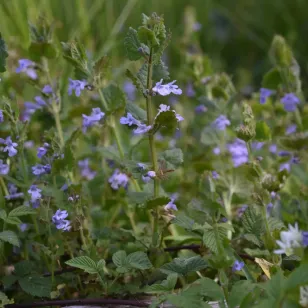 plant de lierre terrestre en fleur Visuel