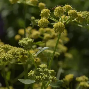 fleurs de liveche Visuel