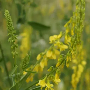 Yellow Melilot, Sweet Clover (seeds) Visuel