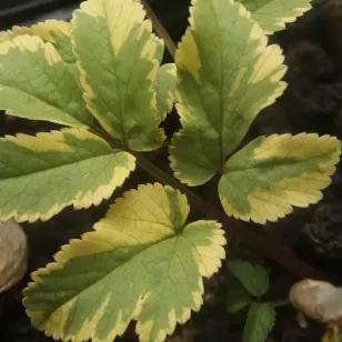 feuilles de podagraire panachée Visuel