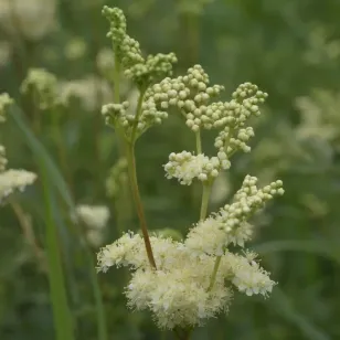fleurs de reine des prés Visuel