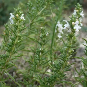plant de sarriette parnassica en fleurs Visuel