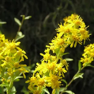 European Goldenrod (plant) Visuel