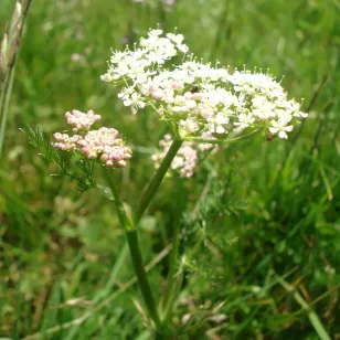 fleur de fenouil des alpes Visuel