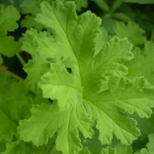 feuilles de geranium bourbon Visuel