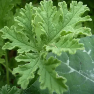 feuilles de geranium rosat Visuel