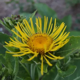 fleur de grande aunée Visuel