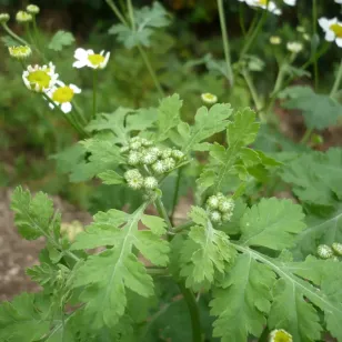 Feverfew (plant) Visuel
