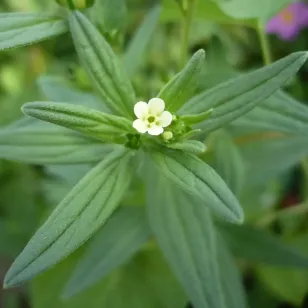 Red gromwell (plant) Visuel