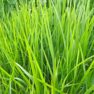 plant d&amp;#039;herbe a bison Visuel