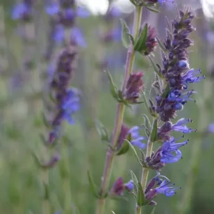 fleurs d&amp;#039;hysope officinale Visuel