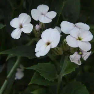 fleurs de julienne des dames Visuel