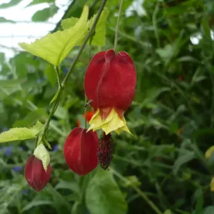 plant de lanterne chinoise Visuel