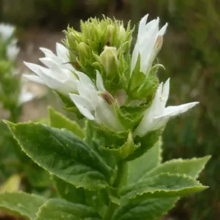 fleurs de lobelie bleue a forme blanche Visuel