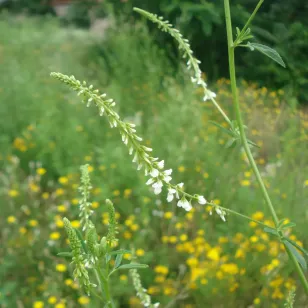 White sweetclover (seeds) Visuel