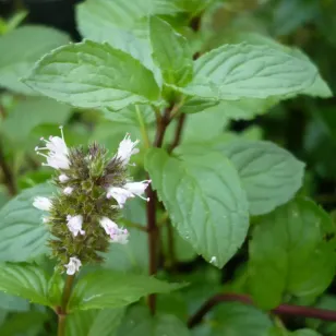 feuilles de menthe poivrée Visuel