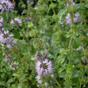 fleurs de menthe pouliot Visuel