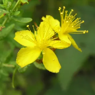 fleur de millepertuis officinal Visuel