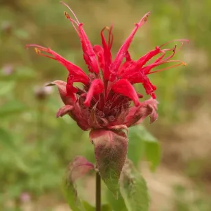 fleur de monarde rouge Visuel