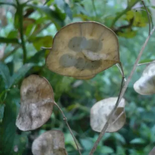 graines de monnaie du pape Visuel
