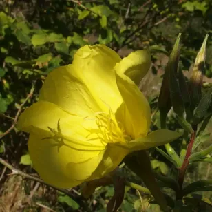 fleur d&amp;#039;onagre Visuel