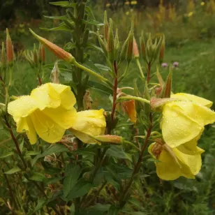 fleurs d&amp;#039;onagre Visuel