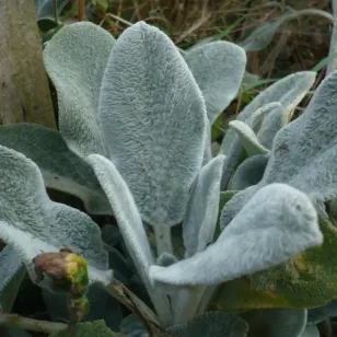 oreille d&amp;#039;ours Visuel