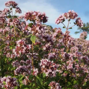 plant d&amp;#039;origan en fleurs Visuel