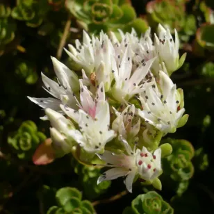 fleurs d&amp;#039;orpin batard Visuel