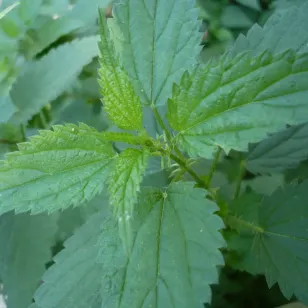 feuilles d ortie Visuel