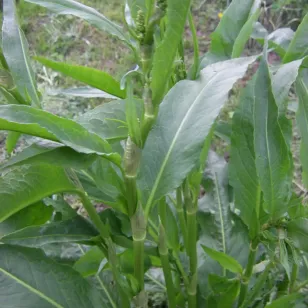 feuilles de patience epinard perpetuel Visuel