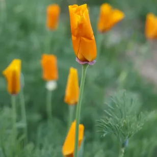 fleurs de pavot de californie Visuel