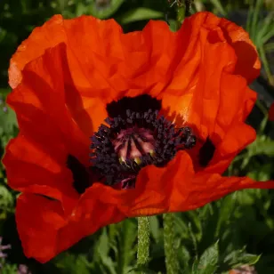 fleur rouge de pavot d&amp;#039;orient Visuel