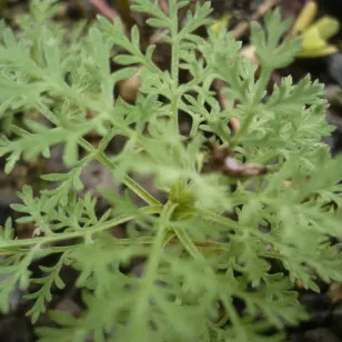 Roman wormwood (plant) Visuel