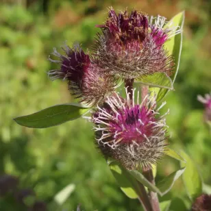 fleur de petite bardane Visuel