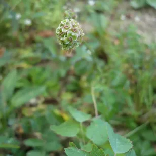 fleurs de petite pimprenelle Visuel