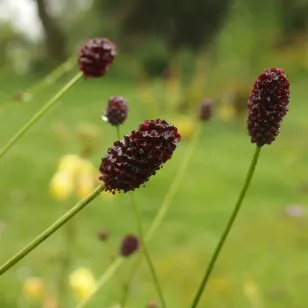 fleurs de grande pimprenelle Visuel