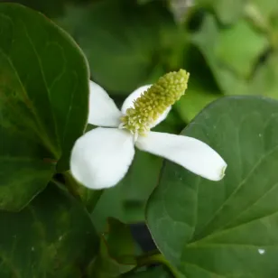 Feuilles et fleur de poivre de Chine Visuel
