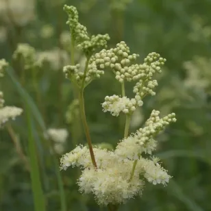 fleurs de reine des prés Visuel